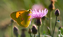 Schmetterling in der Herbstsonne